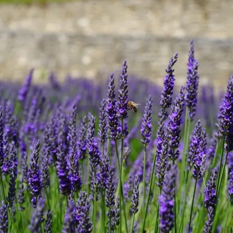 purple blooming lavender growing densely