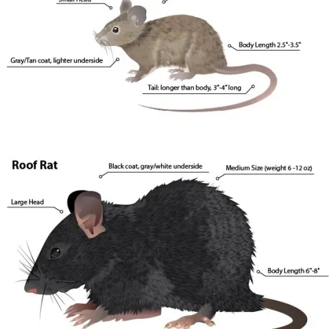 rat image