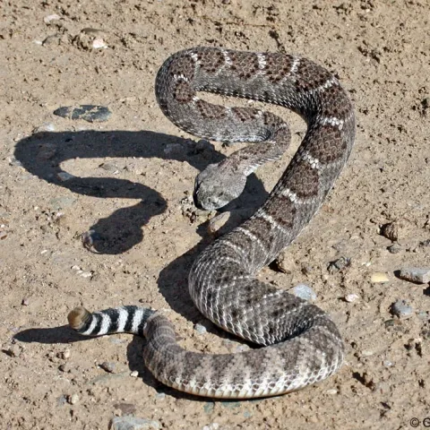 rattlesnake ready to strike