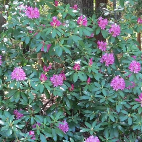 Rhododendron bush