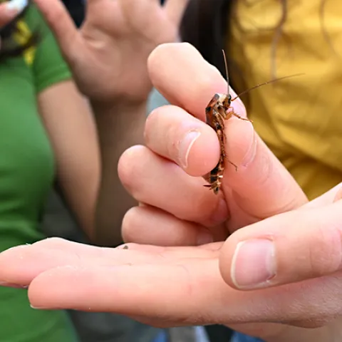 An entomologist holds a roach, ready to compete.