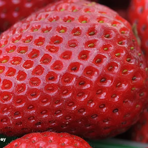 Bright red strawberries