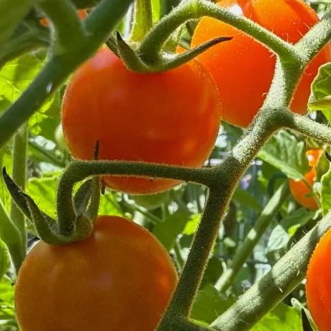 sungold cherry tomatoes growing on a tomato plant