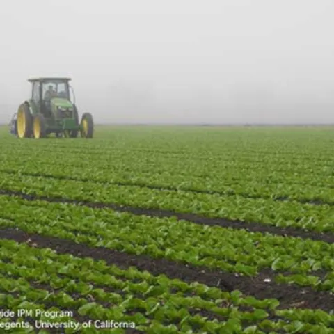 tractor in a field of lettuce