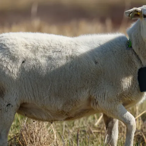 a sheep using virtual fence technology for grazing