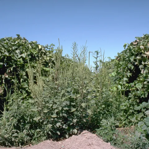 Heavy infestation of weeds in between two rows of grapevines.
