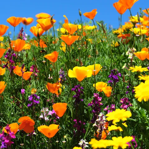 A patch of wildflowers