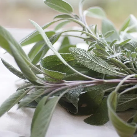 a sprig of fresh sage laying on a dishtowel