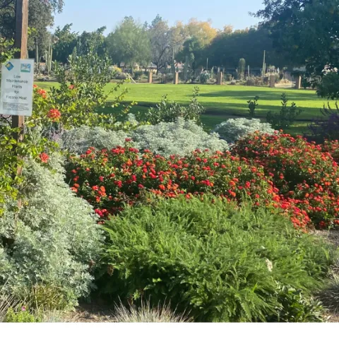 North Garden at GOS waterwise plants