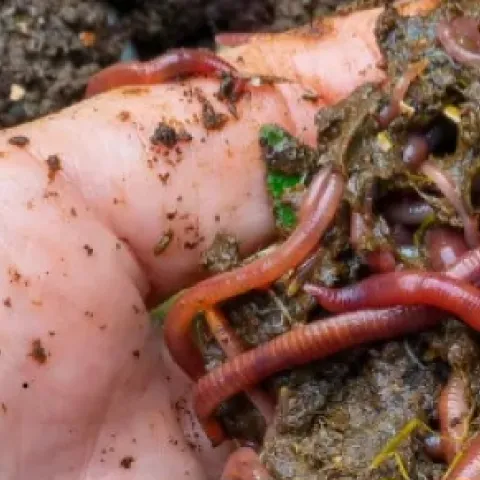 Composting with Worms
