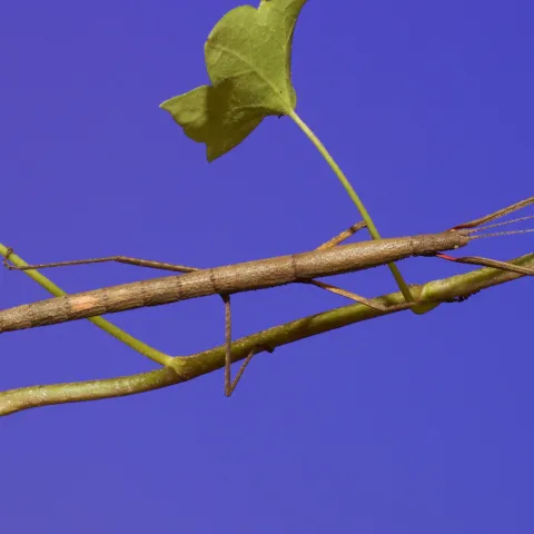 A long, slender, light brown insect that resembles a stick walking on a tree branch.