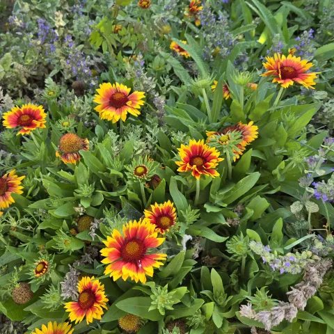 Orange gaillardia, lavendar catmint and lambs ear in garden.