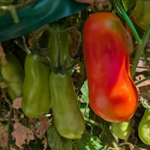 San Marzano tomatoes