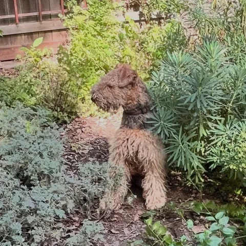 Miles poses in a backyard path he made by running between a paved walkway and the fence. J.C. Lawrence