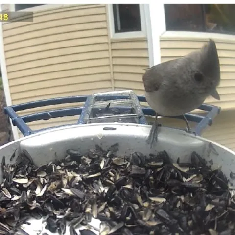 Oak titmouse sitting on a bird feeder outside a home.