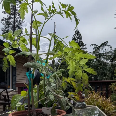Tomato plant against a cloudy sky