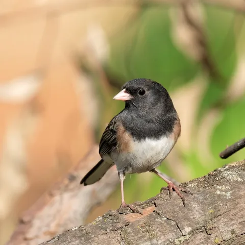 Dark-eyed Junco. Karen White