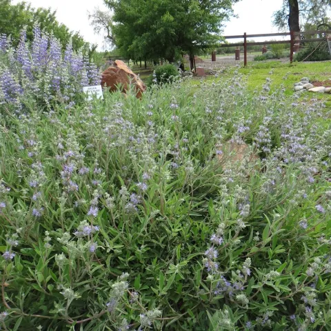 Bee's Bliss salvia is a good alternative to invasive ground covers like vinca major. Brent McGhie