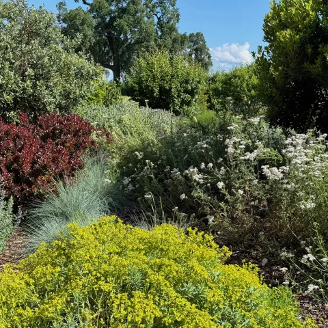 California Native Plants section in the Demo Garden at Patrick Ranch. Laura Kling