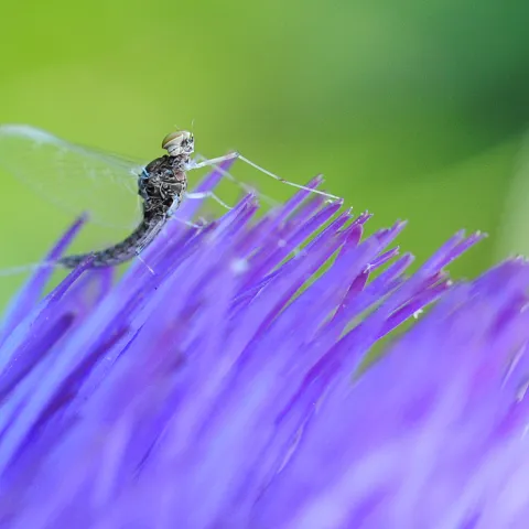 A mayfly lands on an artichoke blossom. (Photo by Kathy Keatley Garvey)