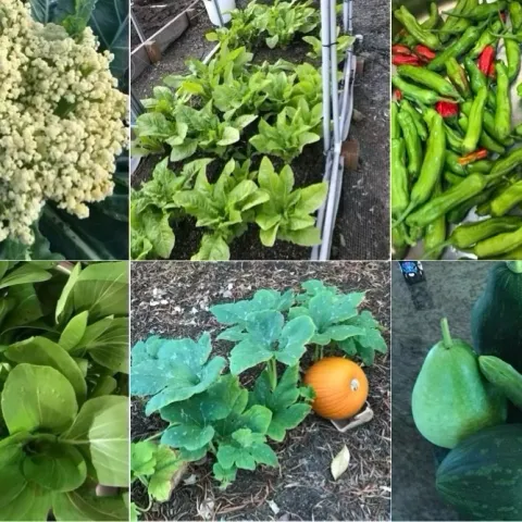 Asian vegetables, collage of various varieties