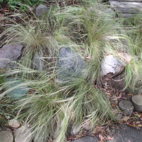 Long, thin, green needle grass planted among rock in a garden.