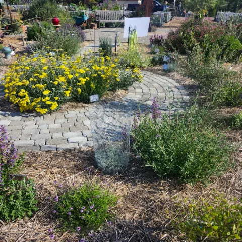 Sunny California Bay Area garden featuring a curved stone walkway surrounded by straw mulch and drought-tolerant flowering plants.