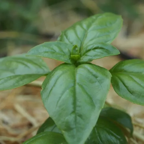 Basil seedling