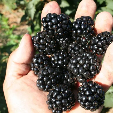 Blackberries in an open hand