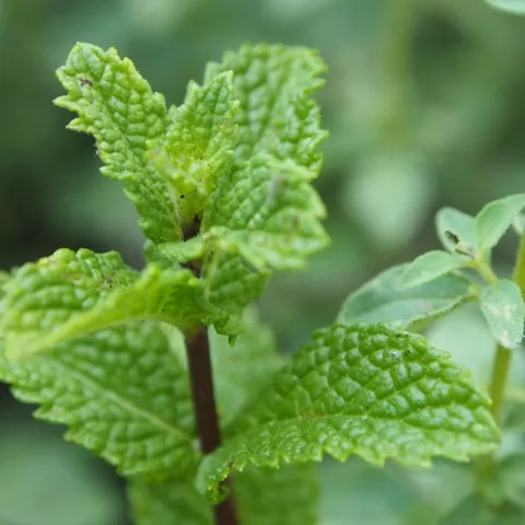 Mint plant