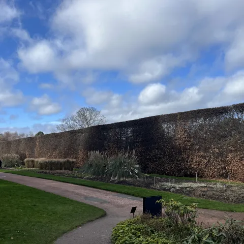Carpinus hedge