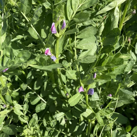 Photo of common vetch