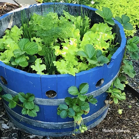 Container Garden containing herbs in a blue container, photo by Michelle Cudzinovic