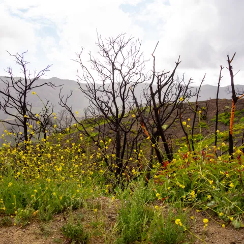 New weed growth in burned area of Santa Monica Mountains.