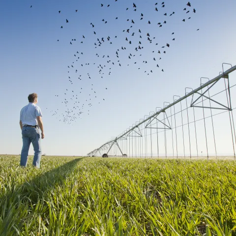 man in wheat field with birds flying
