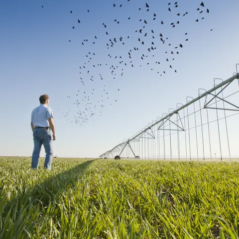 man in wheat field with birds flying