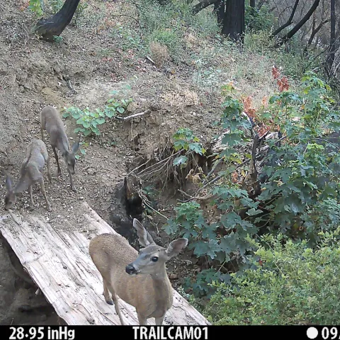 Doe and two young deer. Photo from Big Chico Creek Ecological Reserve. 