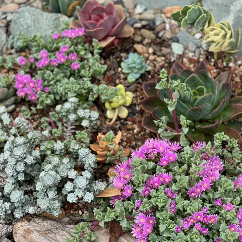 a mix of small succulents, many with bright fuchsia flowers 
