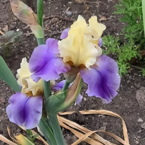 Iris at MCP, Barry Hoffman