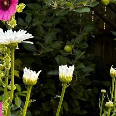 Set your summer garden for Success