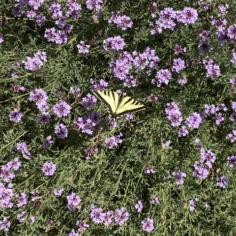 Photo of a black and yellow butterfly perched on verbina plant with pink blossoms. 