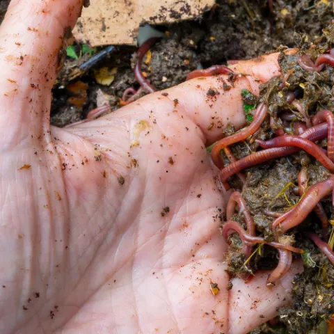 someone holding worms