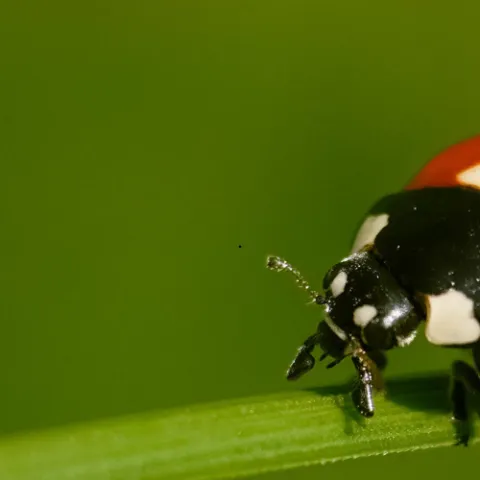 lady beetle on a leaf