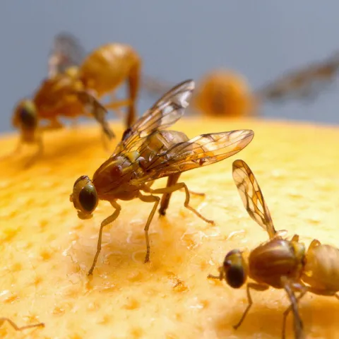 Mexican fruit flies land on a grapefruit