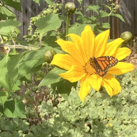 Monarch butterfly on a Tithonia diversifolia, Mexican sunflower