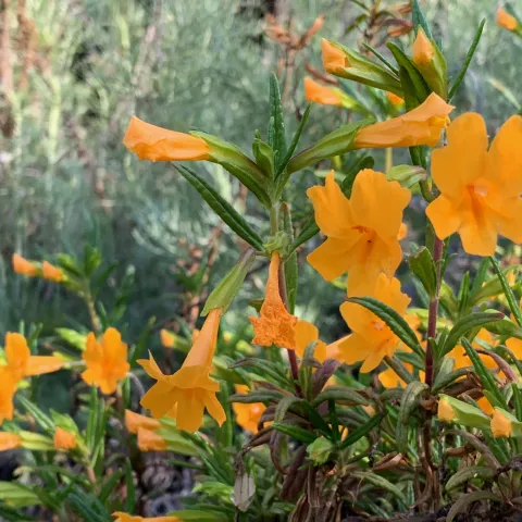 Bright orange monkey flowers in full bloom