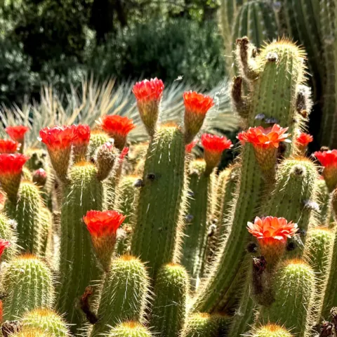 Cacti with bright red blooms