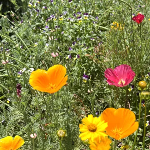 Yellow and pink flowers