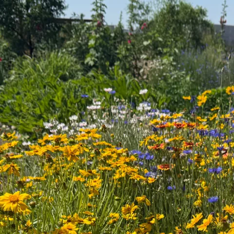 Colorful flowers in an area designed to attract pollinators