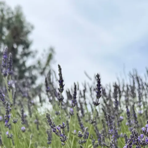 Lavender flowers and a blue cloudy sky